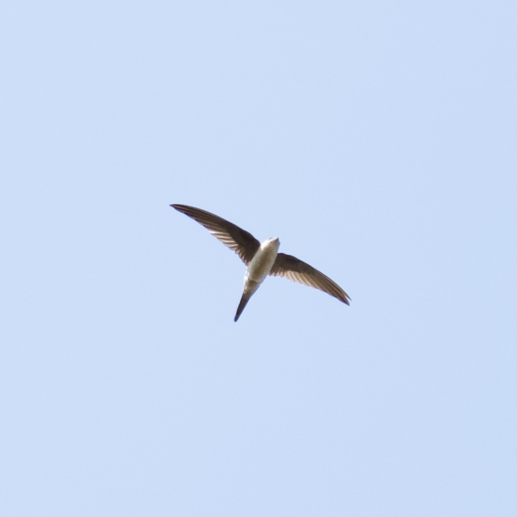 Asian Palm Swift - ML644868658