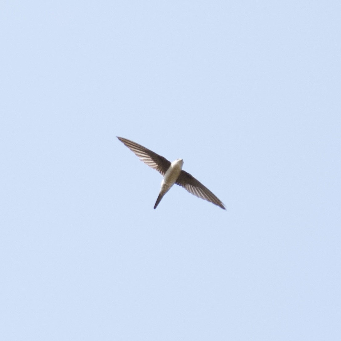 Asian Palm Swift - ML644868659