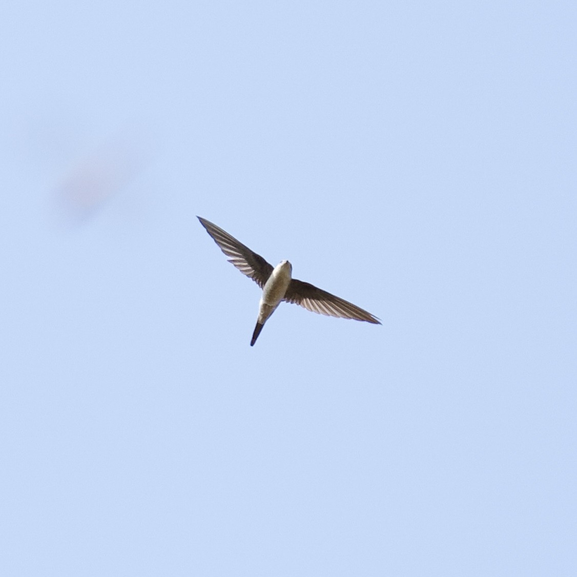 Asian Palm Swift - ML644868660