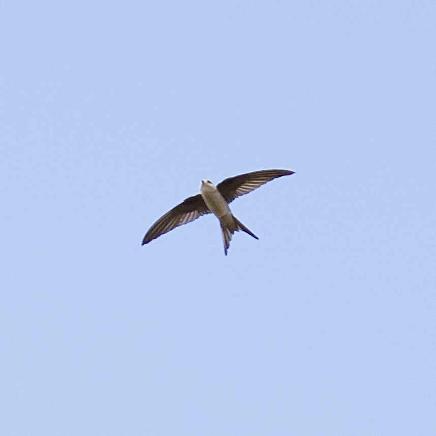 Asian Palm Swift - ML644868661