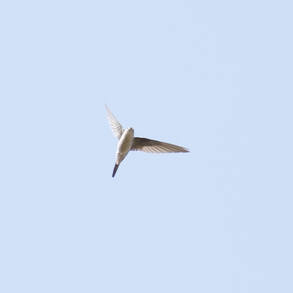Asian Palm Swift - ML644868662
