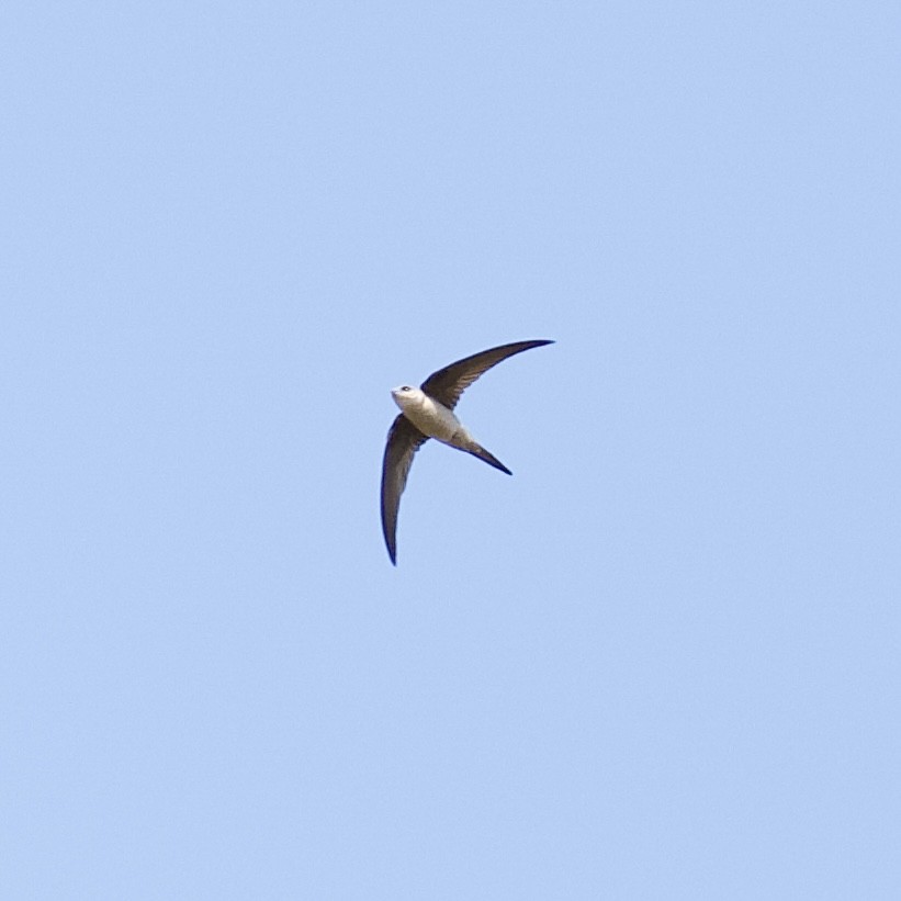 Asian Palm Swift - ML644868663