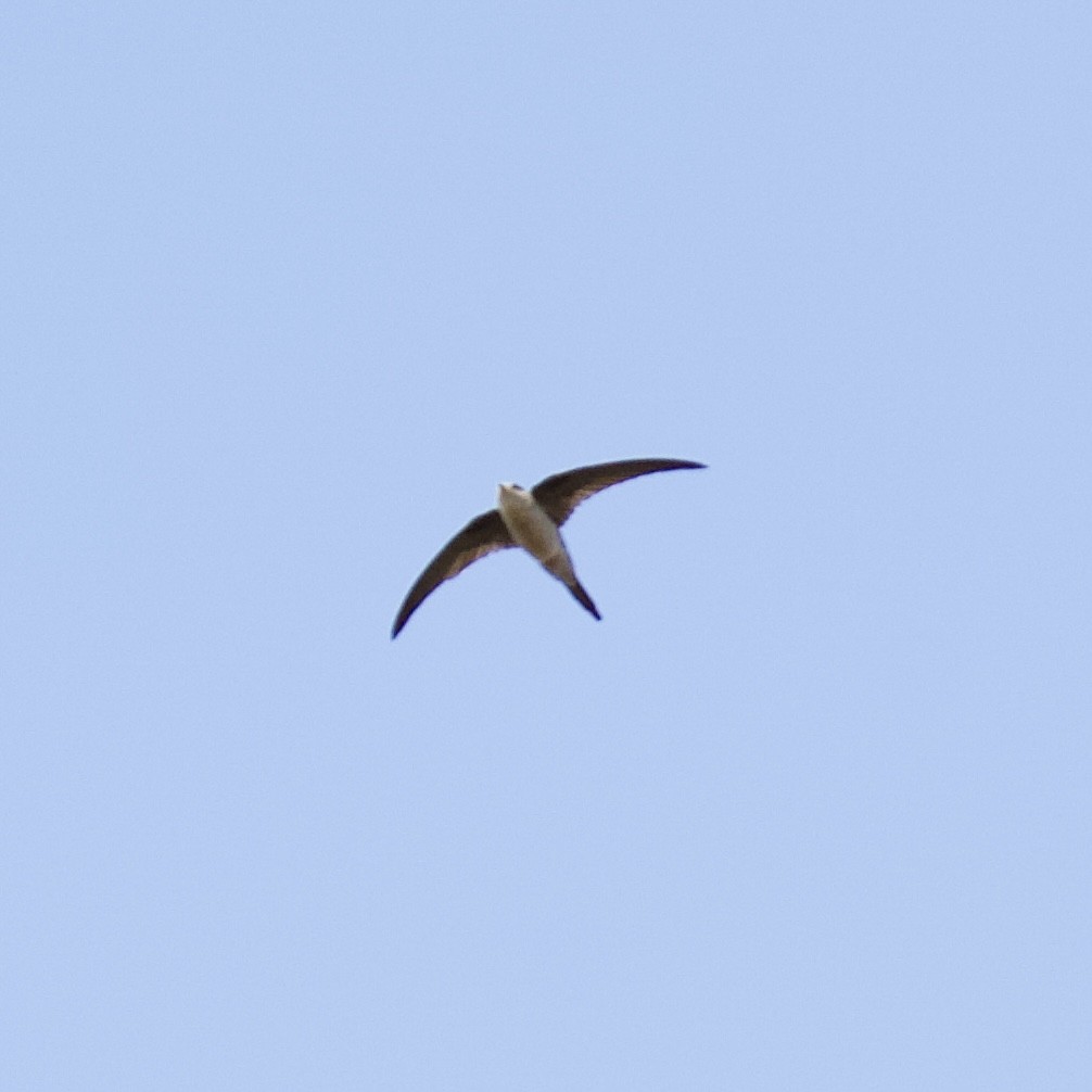 Asian Palm Swift - ML644868664