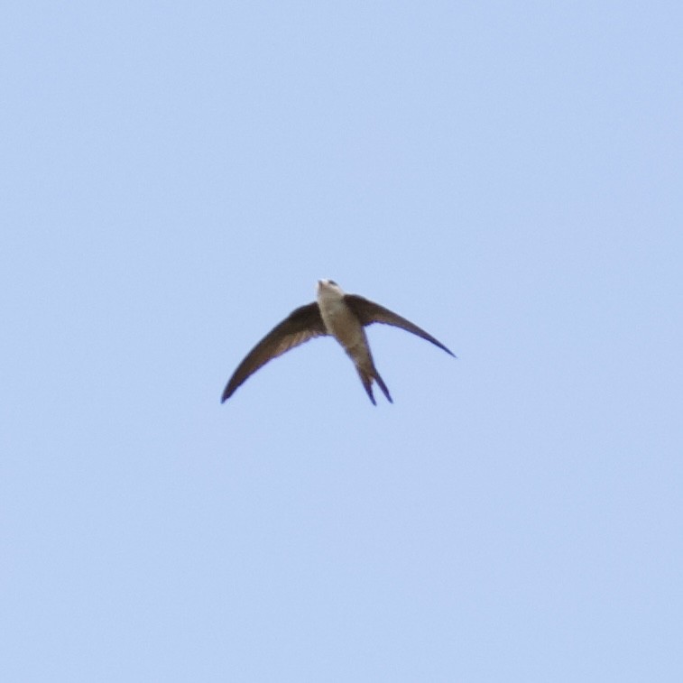 Asian Palm Swift - ML644868665