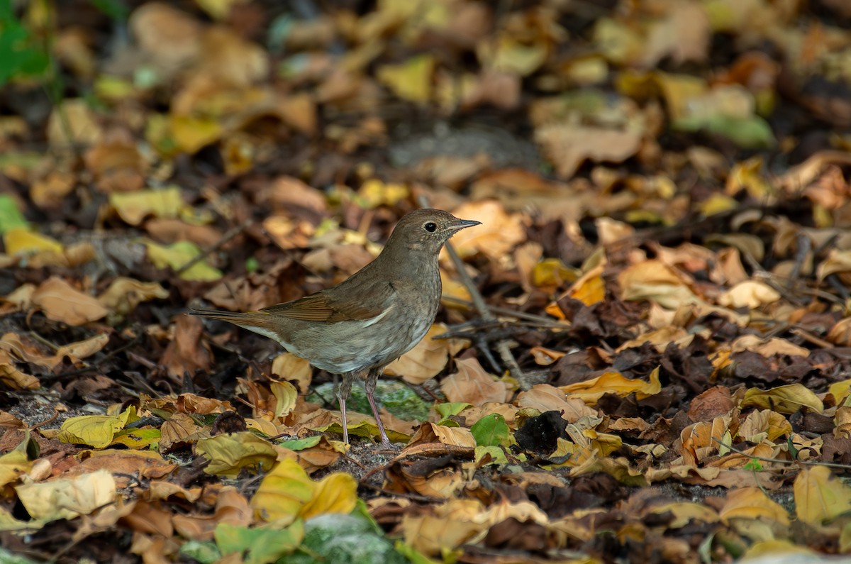 Ipar-urretxindorra - ML644868669