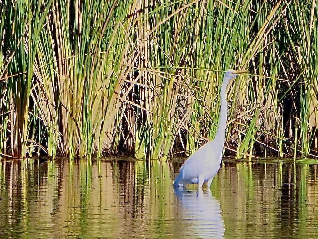 Great Egret - ML644868673