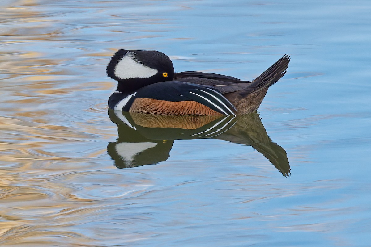 Hooded Merganser - ML644868675