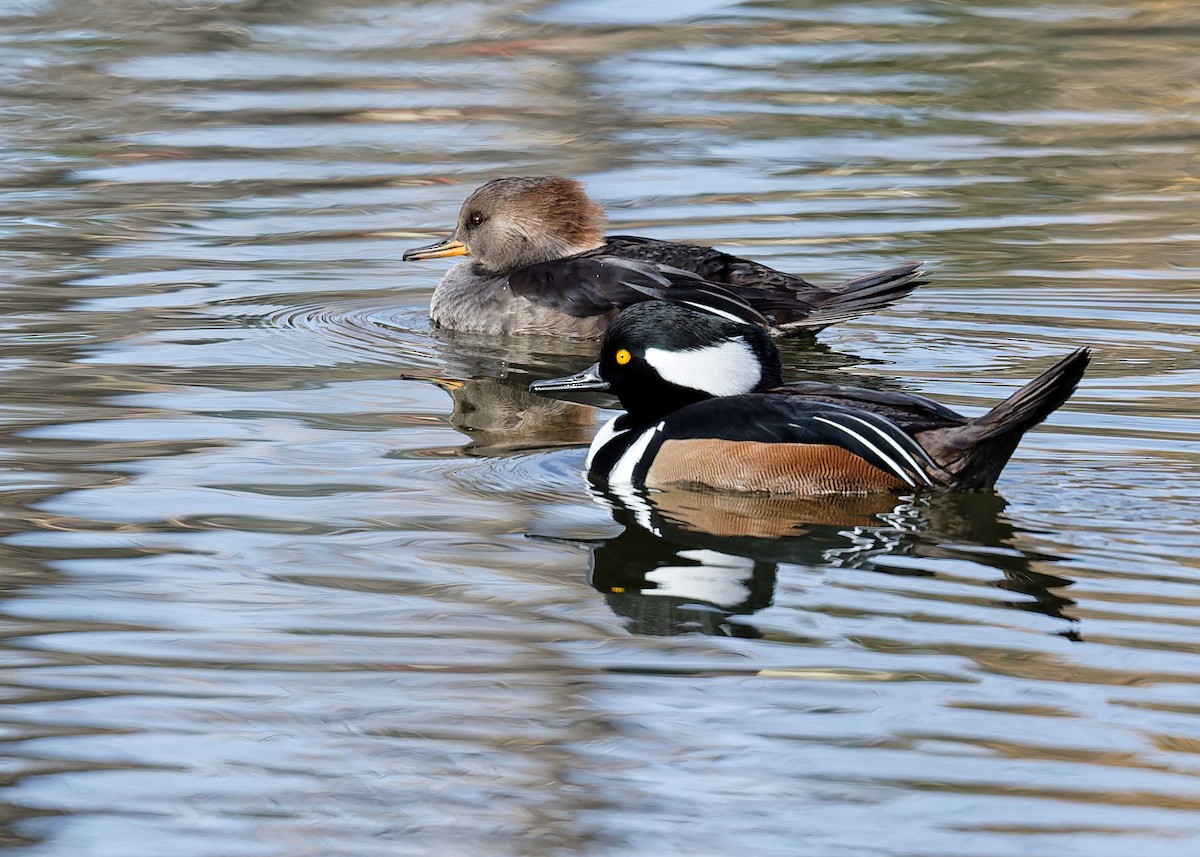 Hooded Merganser - ML644868676