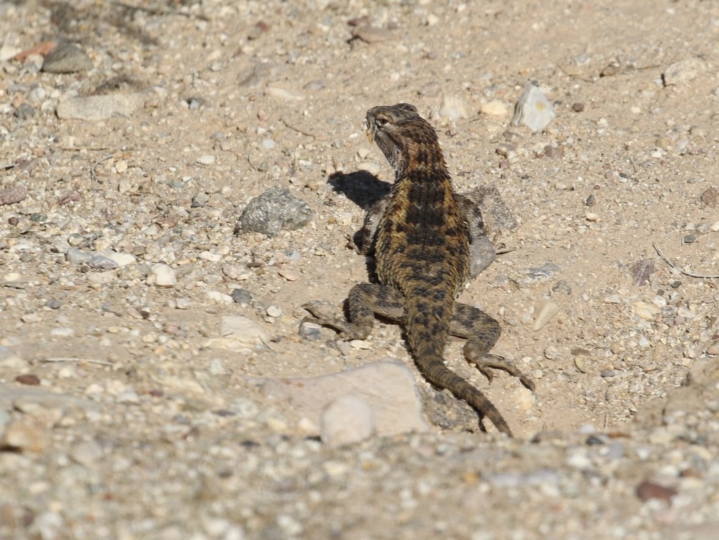 Reptiles - ML644868677