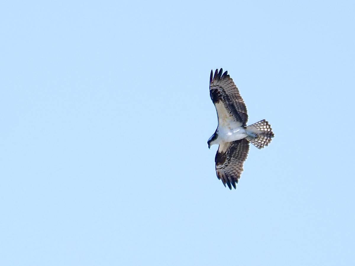 Osprey - ML644868683