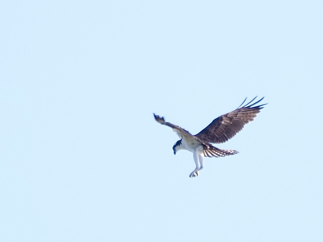 Osprey - ML644868684