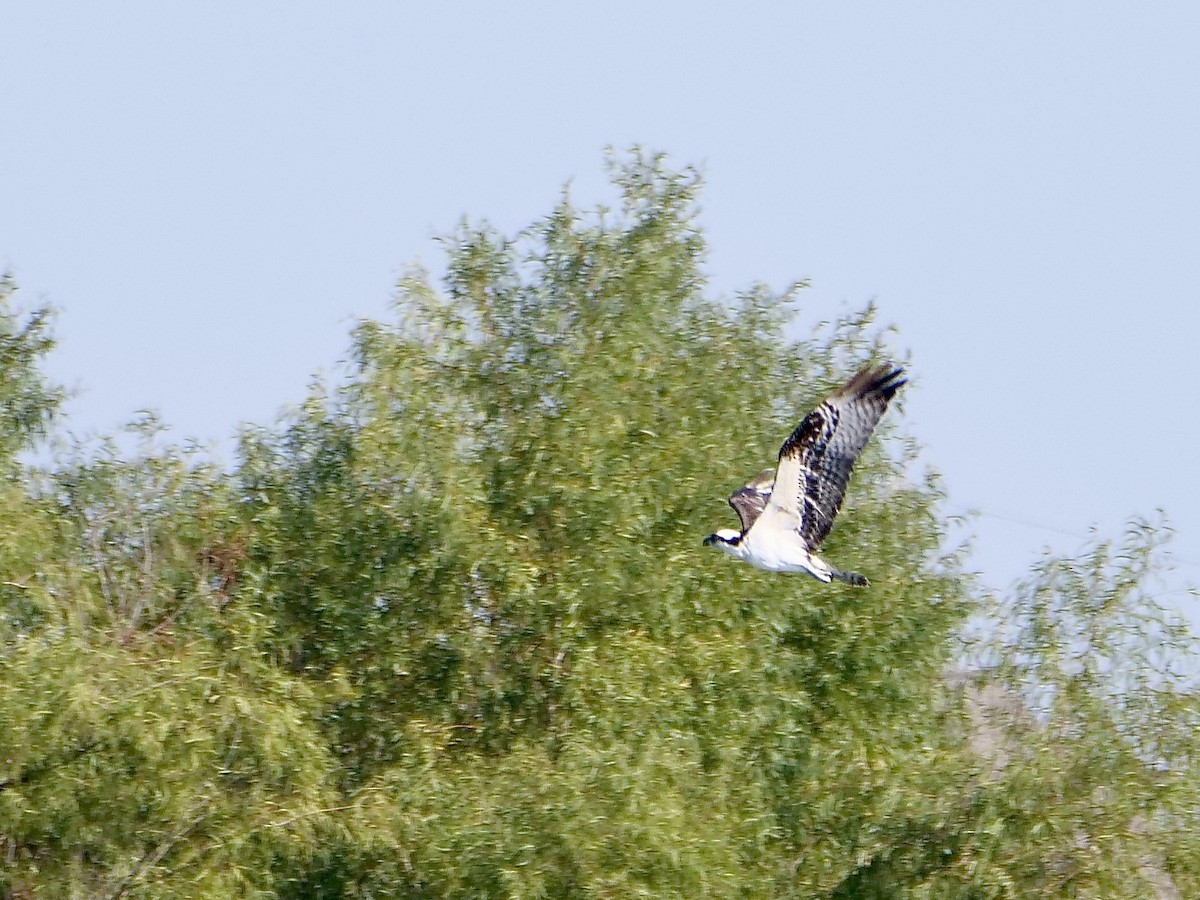 Osprey - ML644868685
