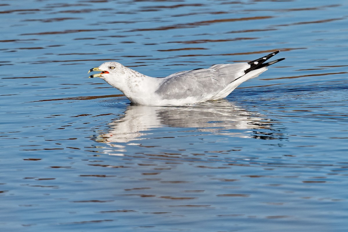 Ring-billed Gull - ML644868688