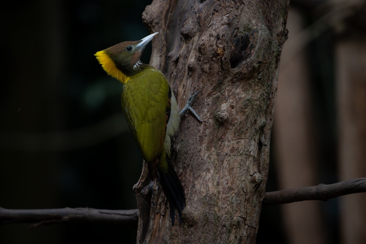 Greater Yellownape - ML644868689