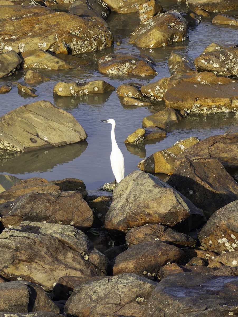 Seidenreiher - ML644868690