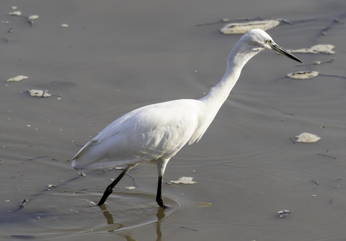 Seidenreiher - ML644868691