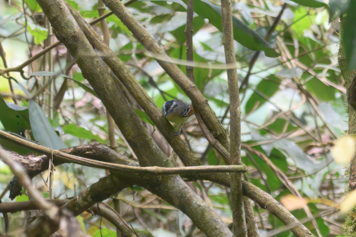 Rufous-margined Antwren - ML644868697