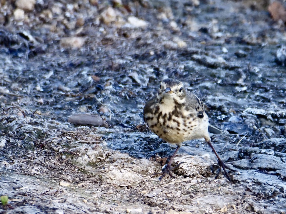 American Pipit - ML644868707