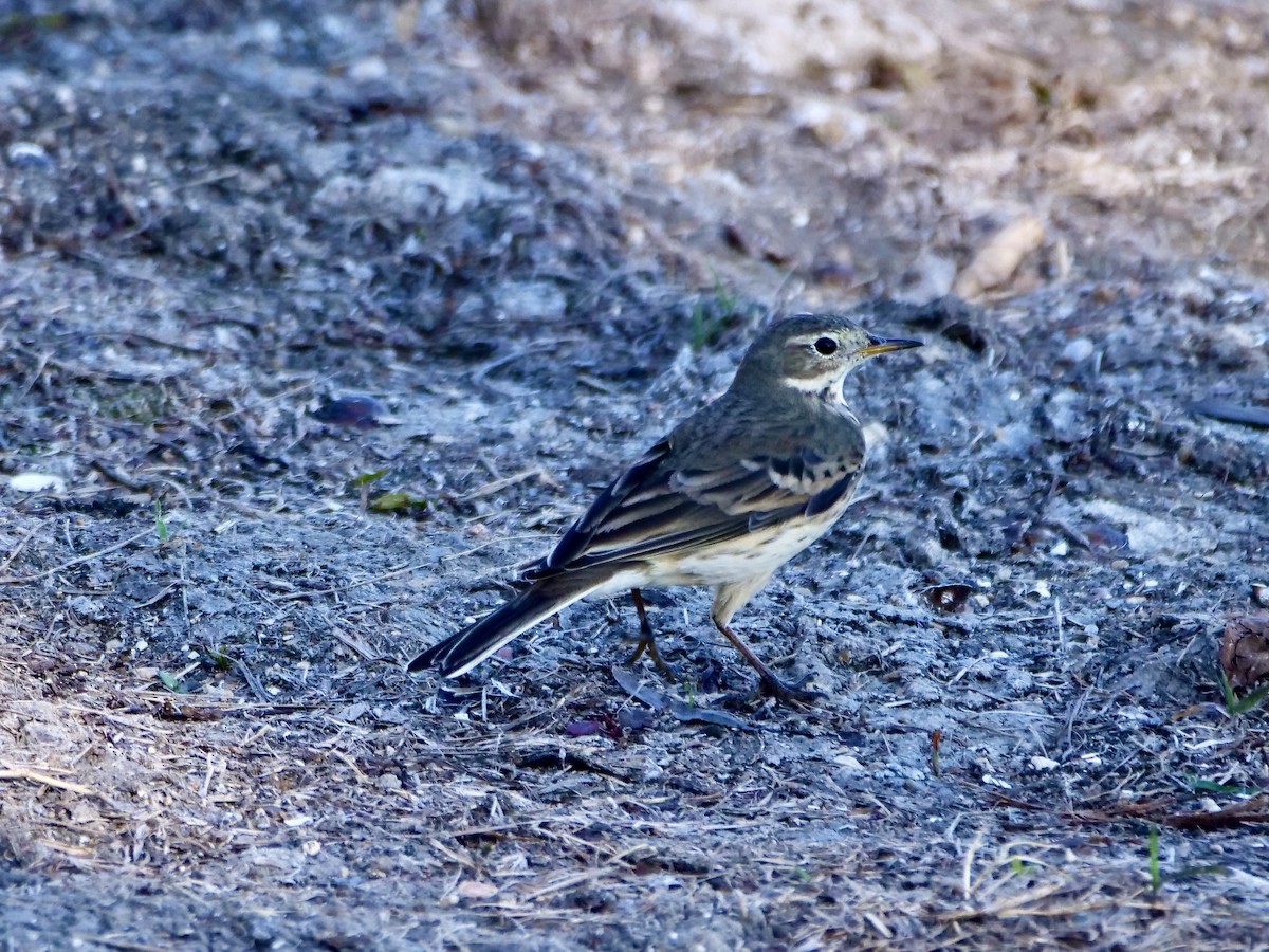 American Pipit - ML644868708