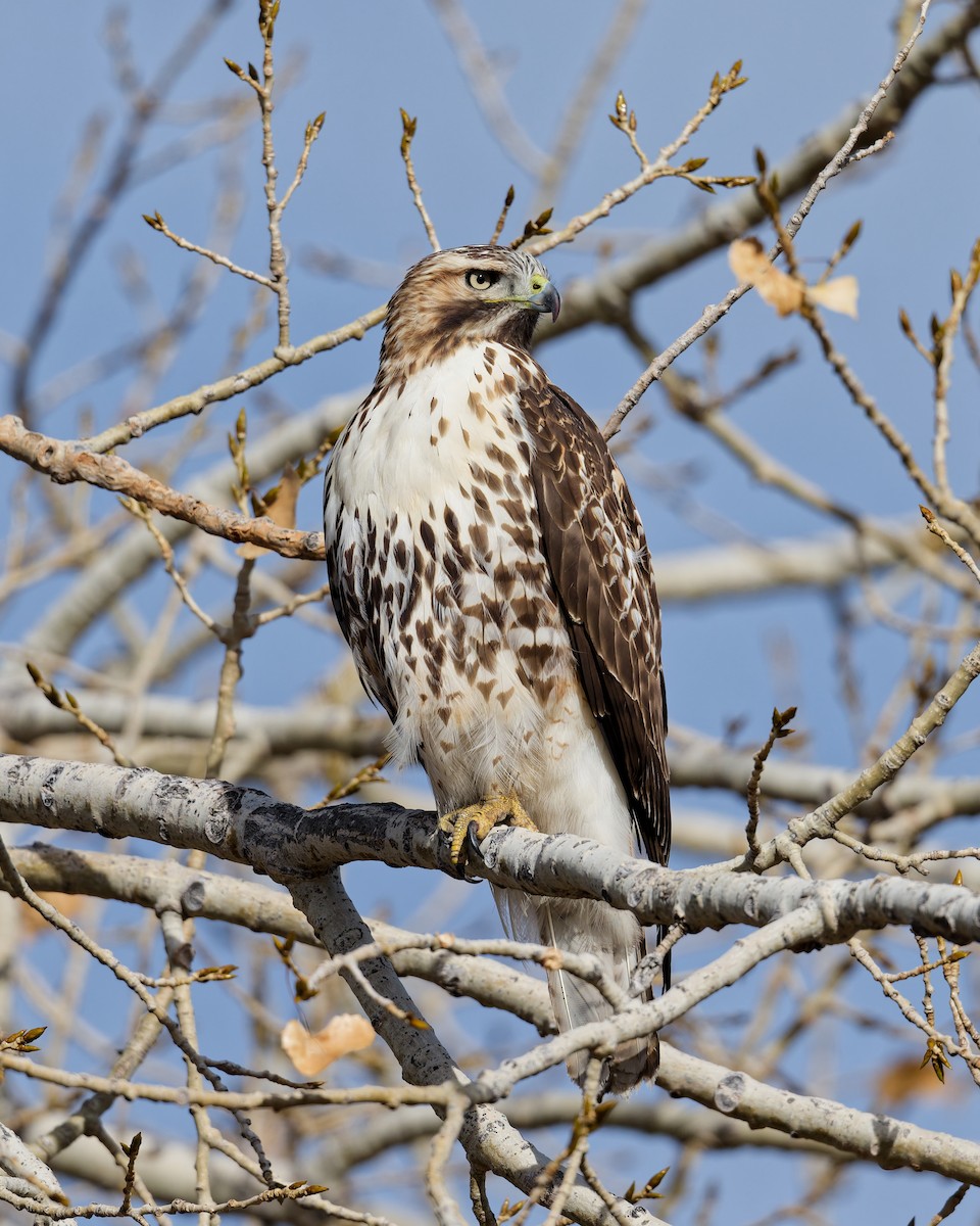 Red-tailed Hawk - ML644868709