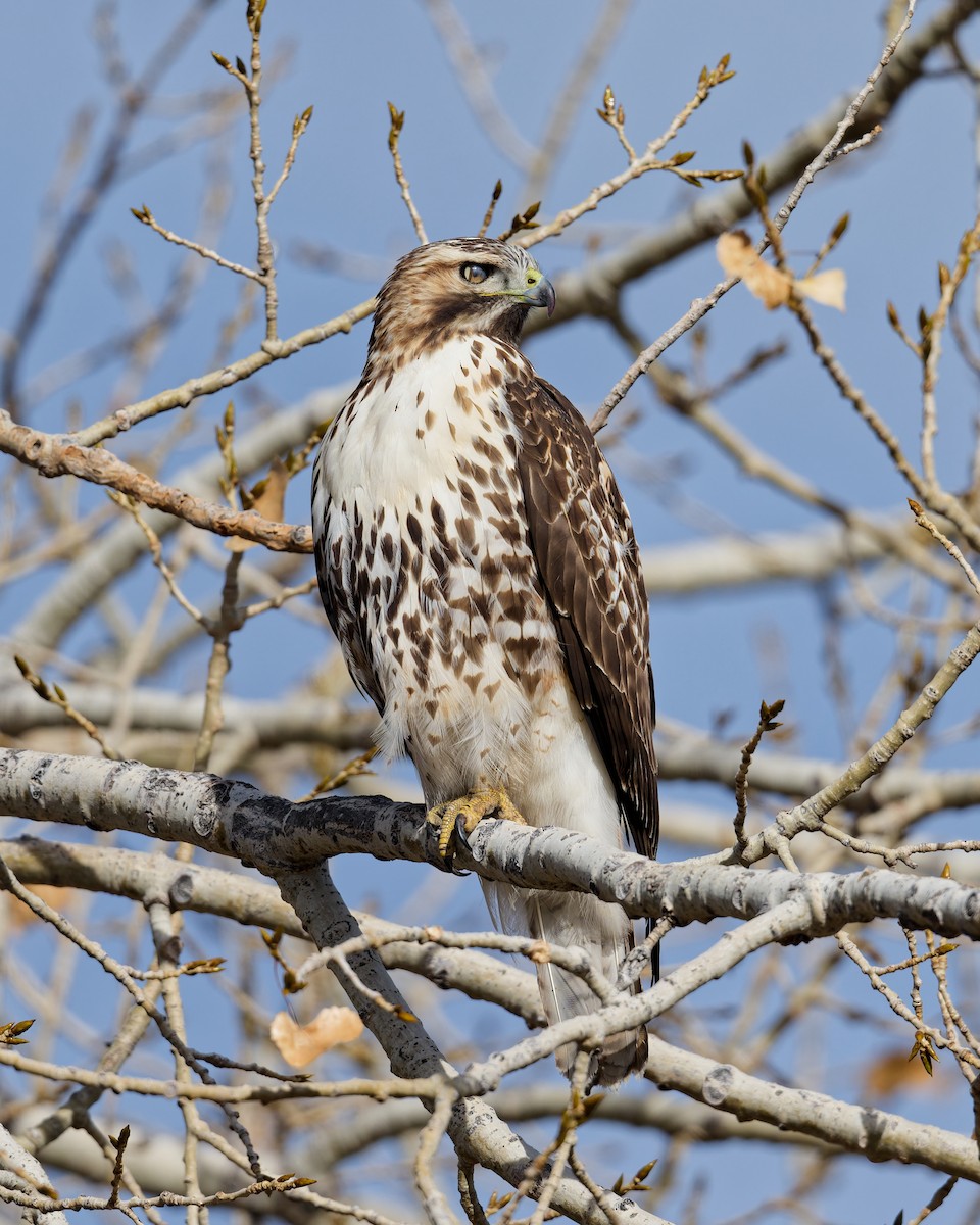 Red-tailed Hawk - ML644868710
