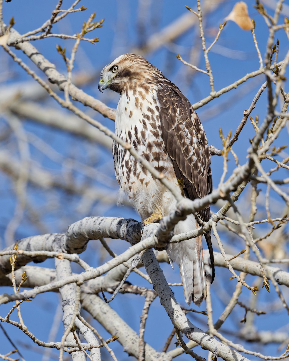 Red-tailed Hawk - ML644868711