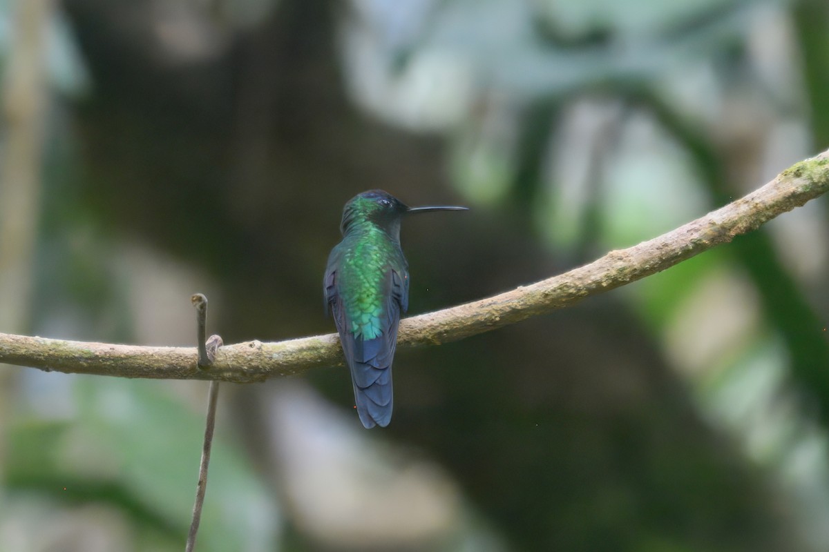 Violet-capped Woodnymph - ML644868715