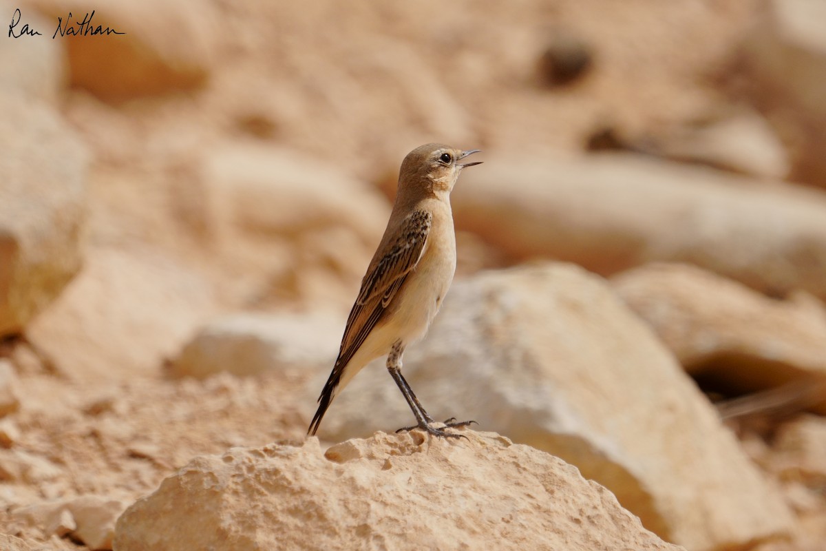 Northern Wheatear (Eurasian) - ML644868726