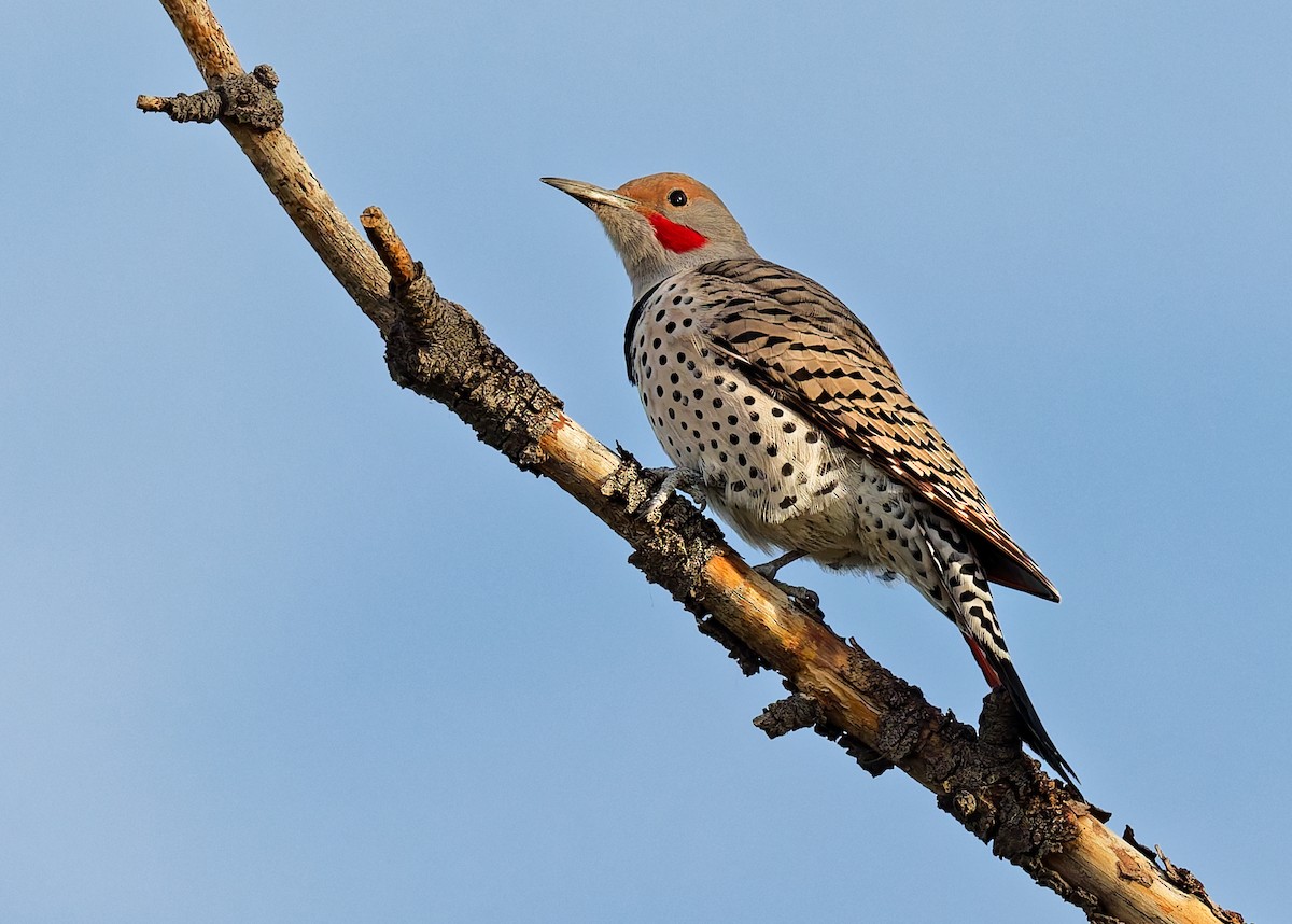 Northern Flicker - ML644868729