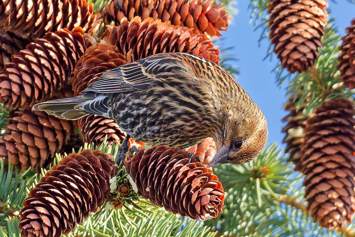 Red-winged Blackbird - ML644868737