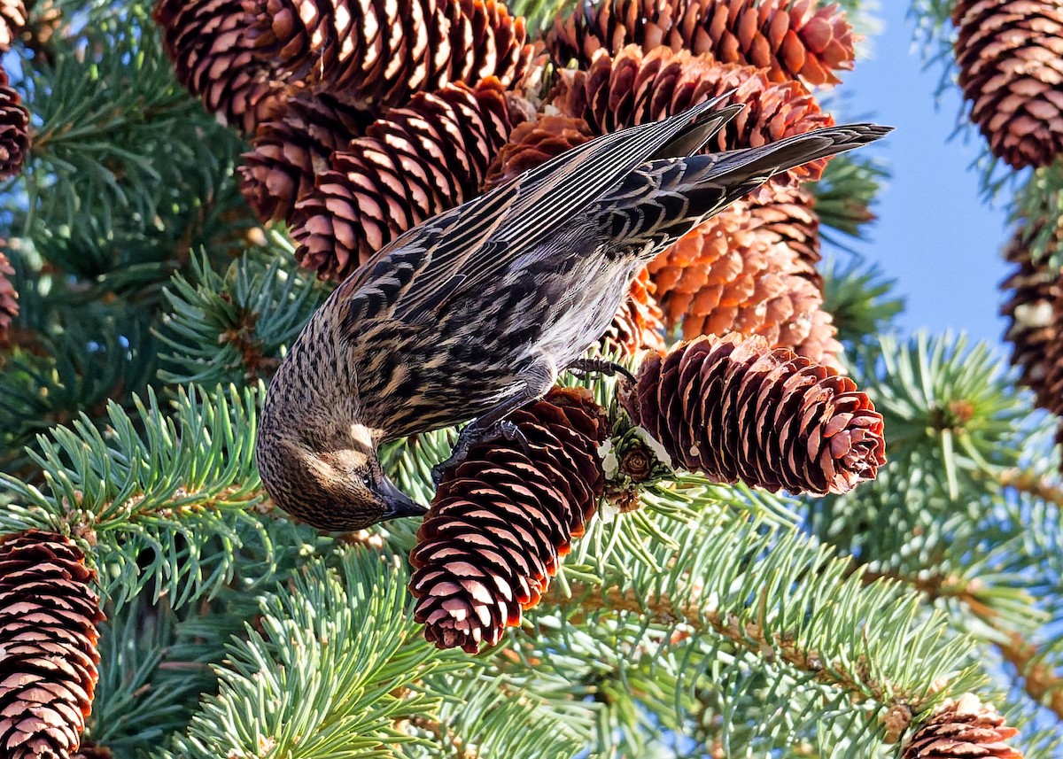 Red-winged Blackbird - ML644868738