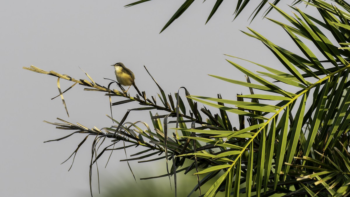Ashy Prinia - ML644868760