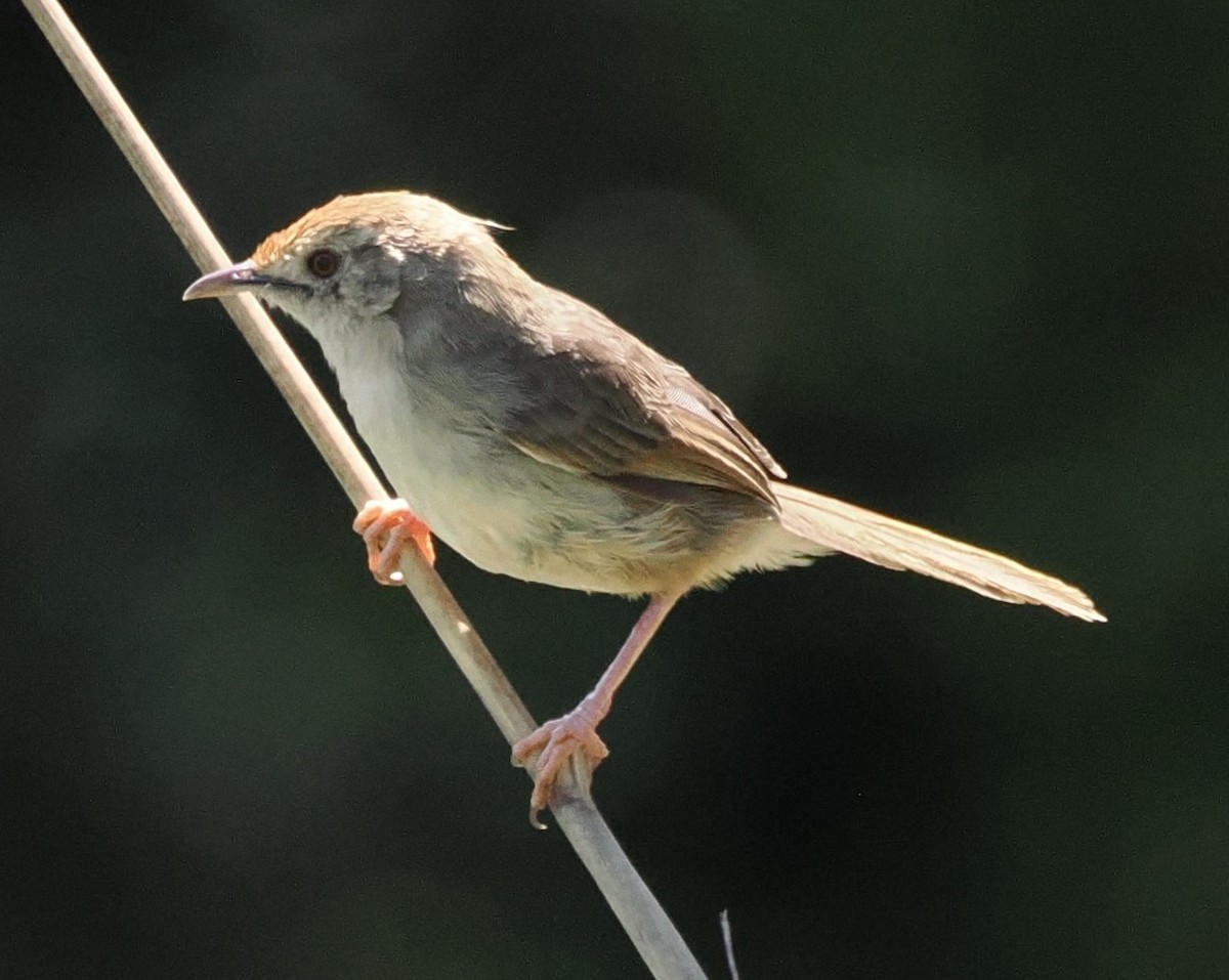 Rock-loving Cisticola (Lazy) - ML644868773