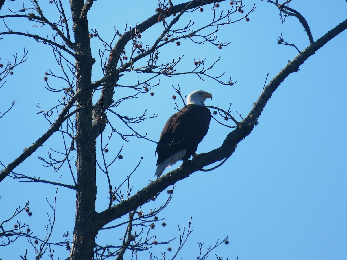Орлан білоголовий - ML644868780