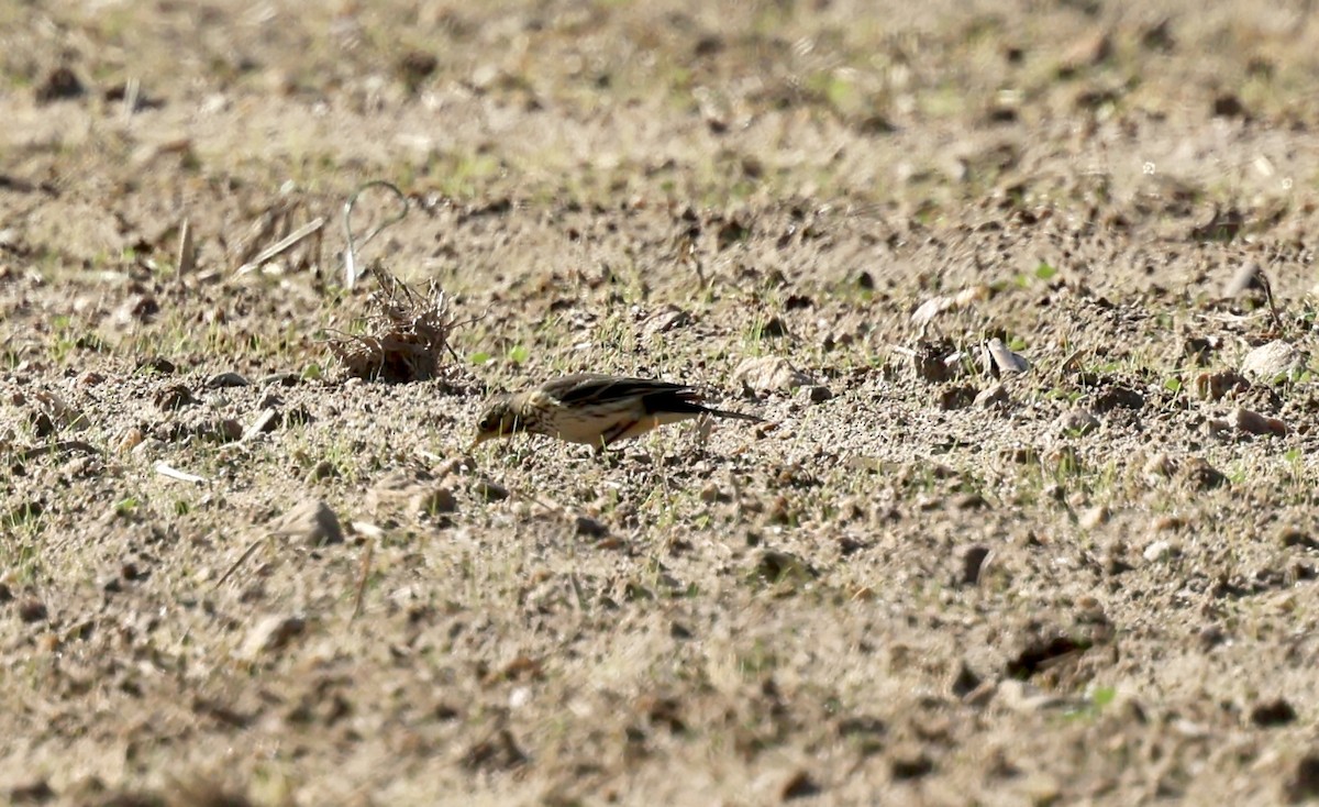 linduška tundrová - ML644868781