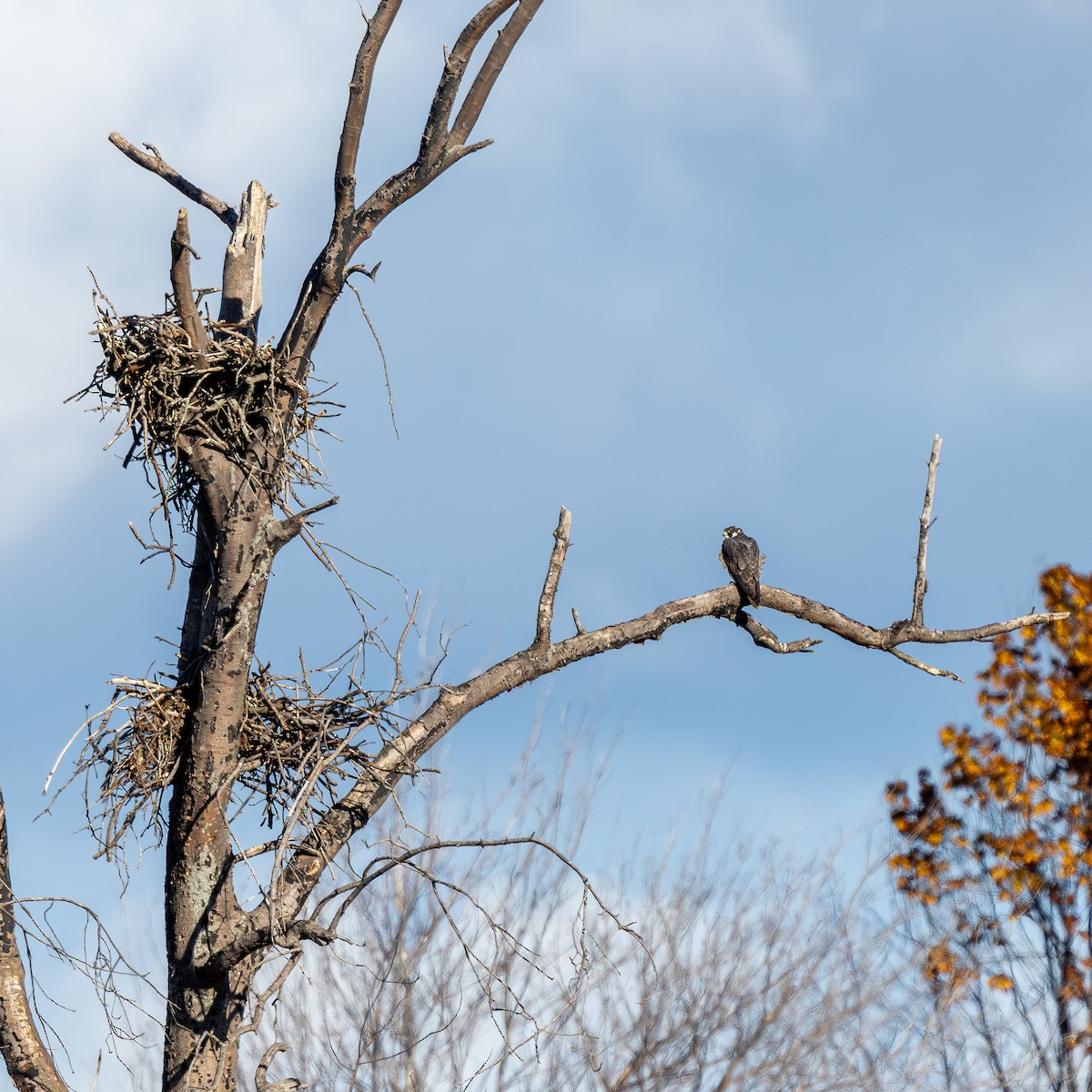 Peregrine Falcon - ML644868784
