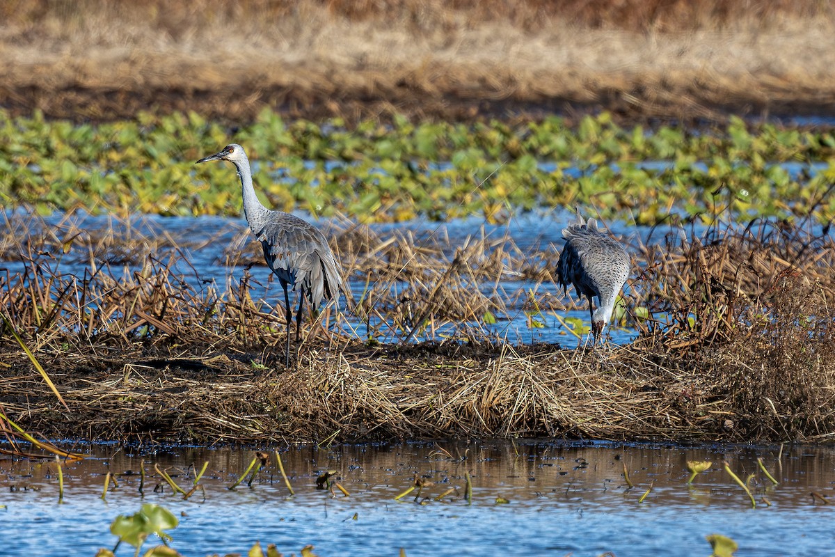 Sandhill Crane - ML644868794