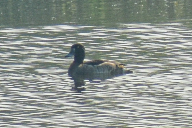 Tufted Duck - ML644868803