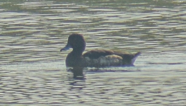 Tufted Duck - ML644868804