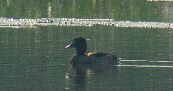 Tufted Duck - ML644868805