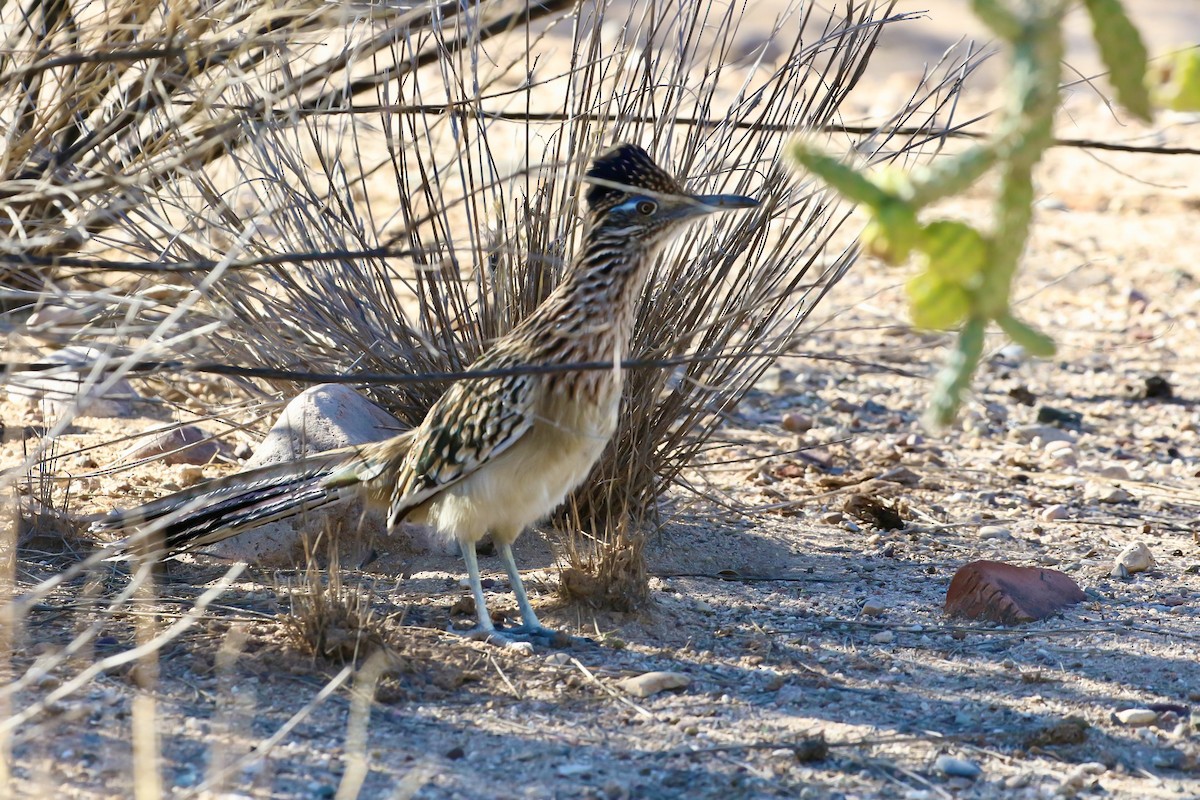 Greater Roadrunner - ML644868829