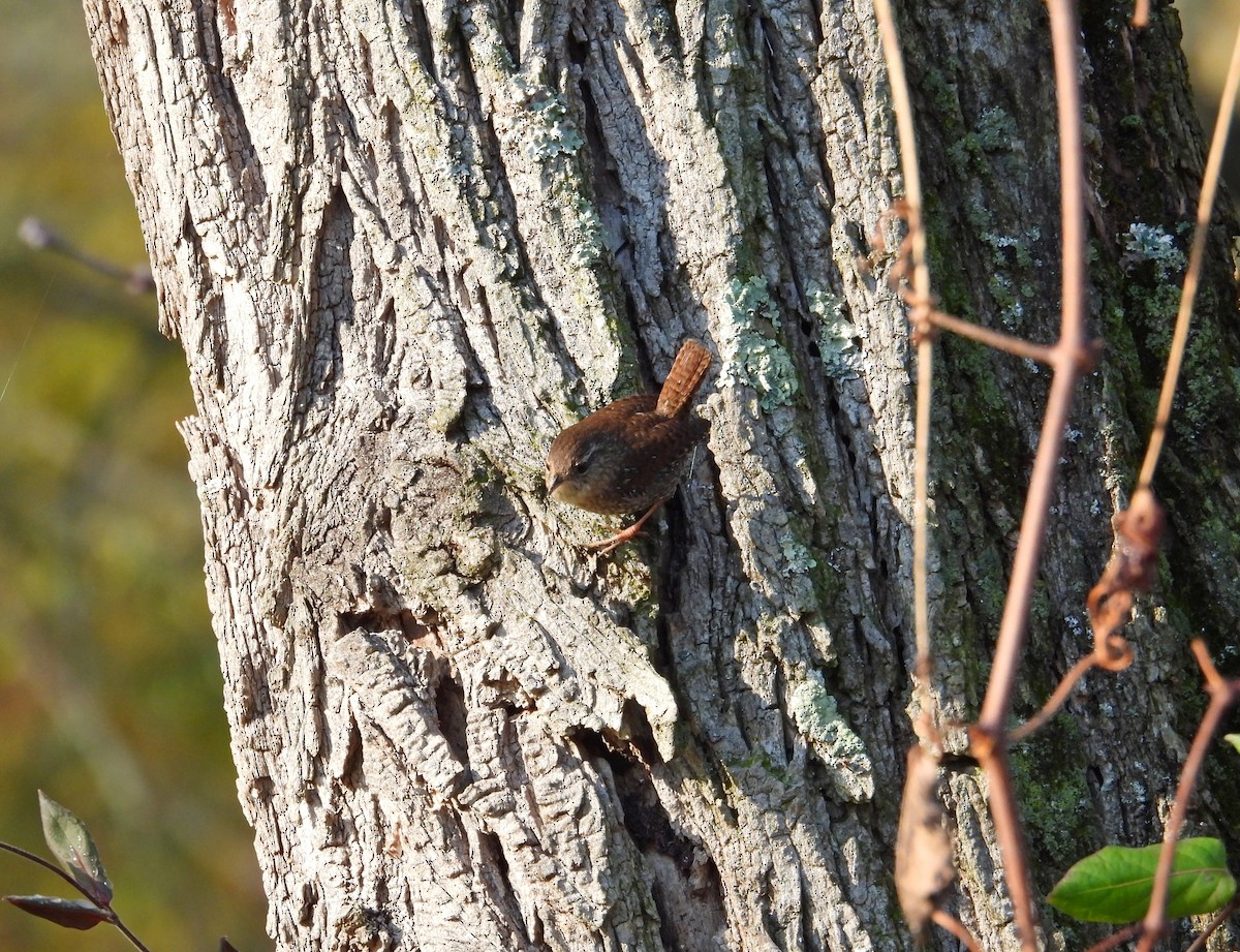 Winter Wren - ML644868838