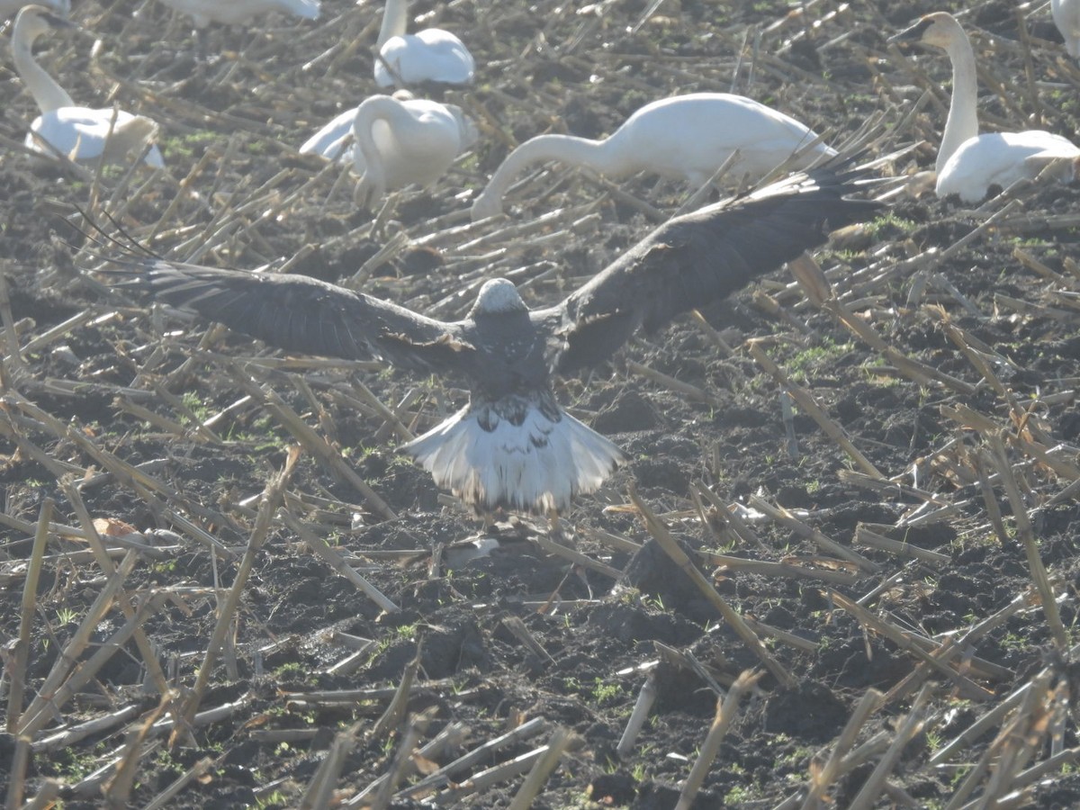 Орлан білоголовий - ML644868840