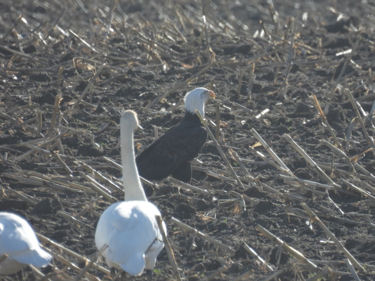 Орлан білоголовий - ML644868841