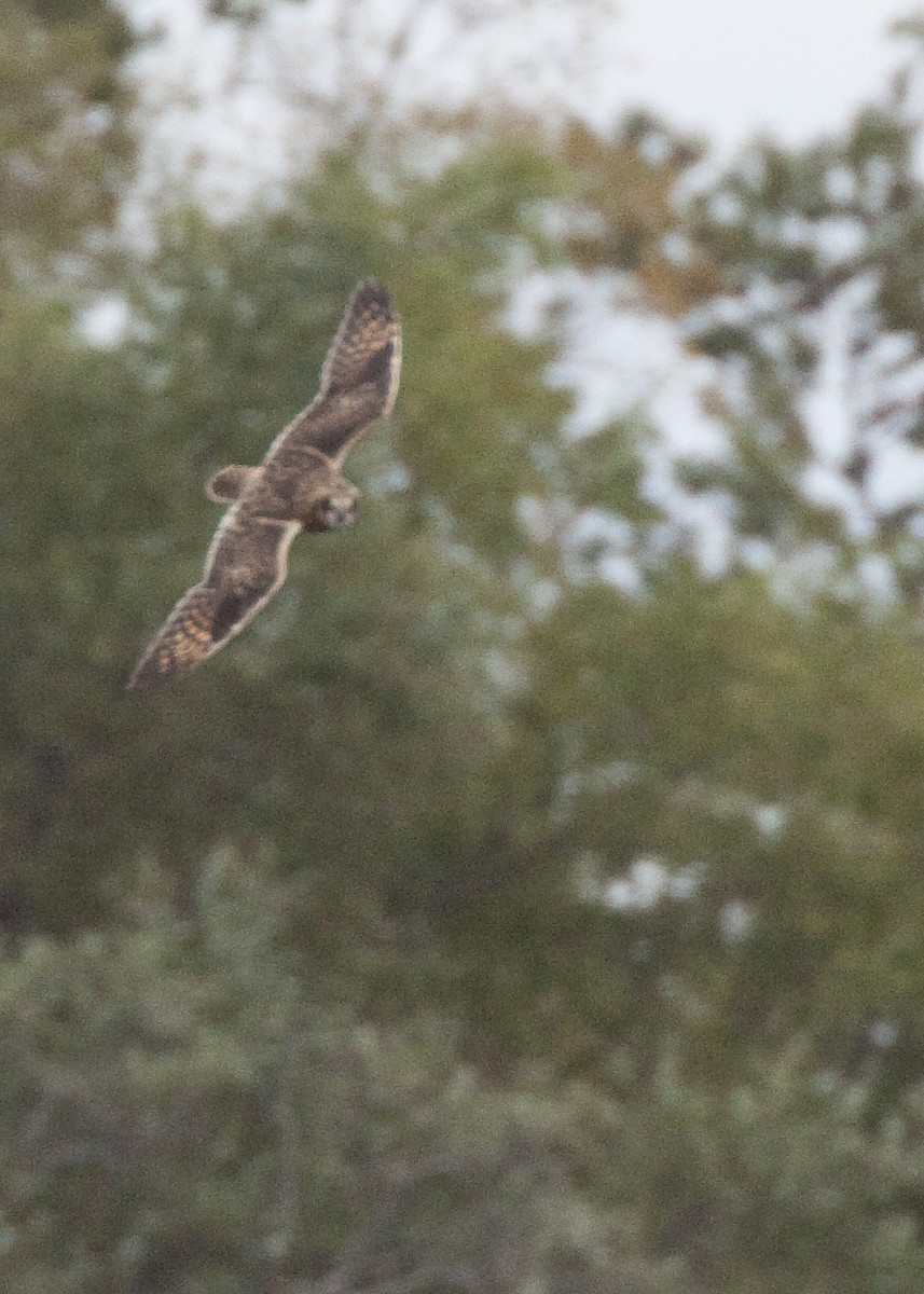 Болотная сова (flammeus) - ML644868846