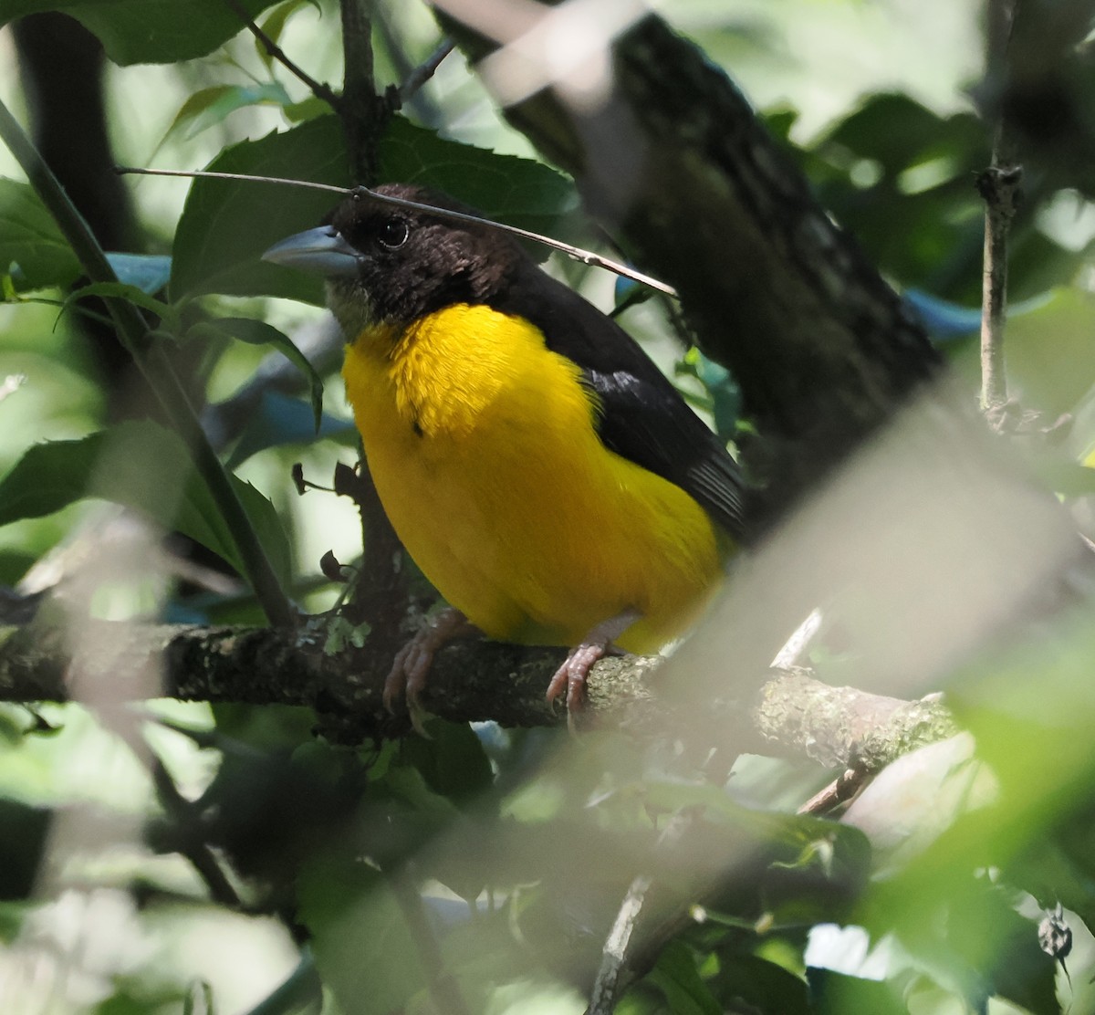 Dark-backed Weaver - ML644868847