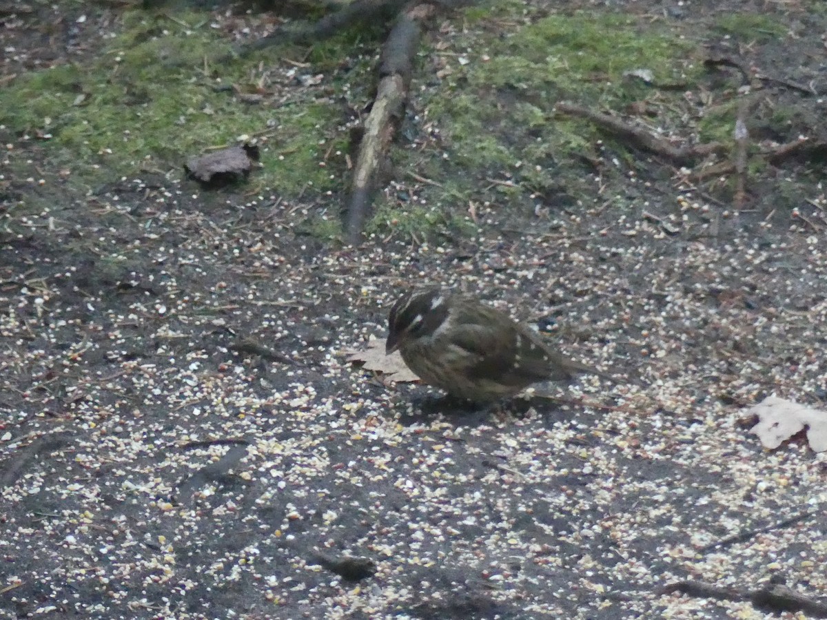 dlaskovec růžovoprsý - ML644868863