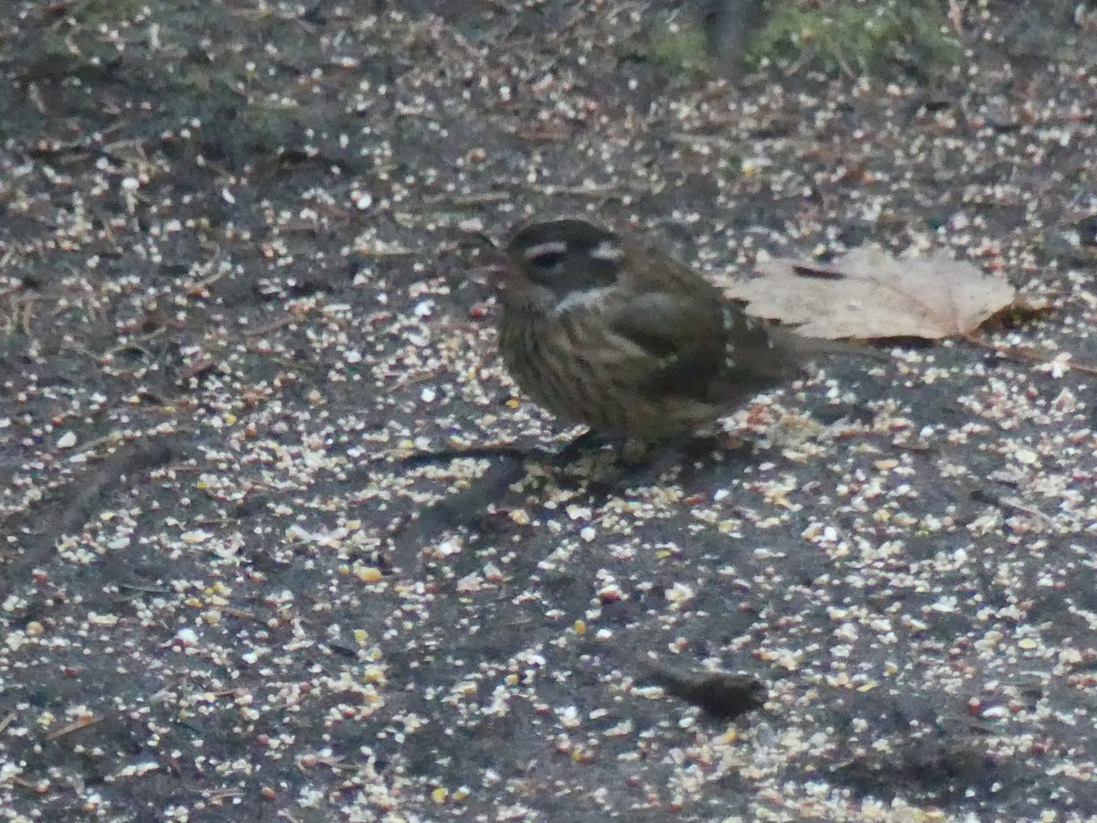 dlaskovec růžovoprsý - ML644868864