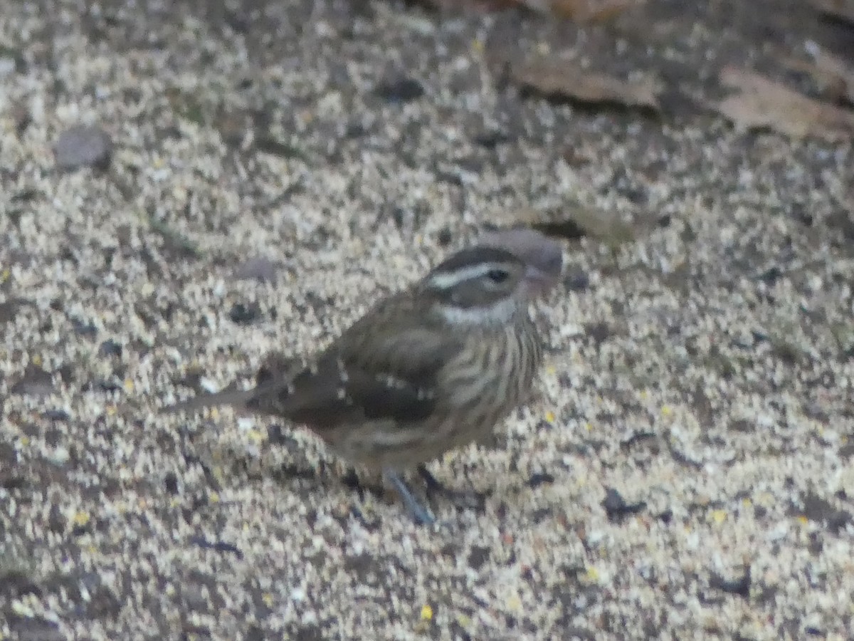 dlaskovec růžovoprsý - ML644868865