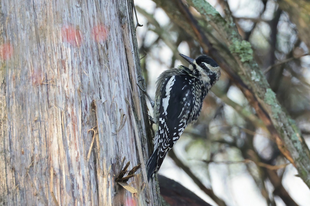 kanadasevjespett - ML644868870